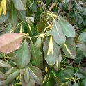 Euonymus japonicus 'Sun Spot' P1A